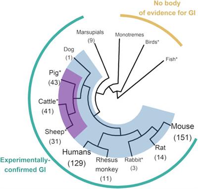 Livestock species as emerging models for genomic imprinting